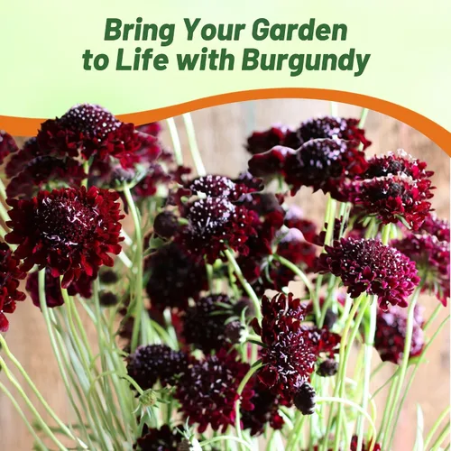 Vista 7 de Outsidepride Burgundy Beau Scabiosa Seeds – 500 semillas de flores perennes que atraen a los polinizadores, hábito de crecimiento vertical y limpio