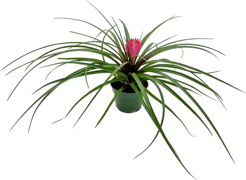 Vista 4 de ragnaroc Plantas vivas – Bromelia Billbergia Casa Blanca de raíz desnuda, gigante 20-30 cm - 1 unidad - Llegada viva garantizada - Plantas