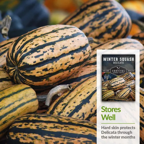 Vista 4 de Semillas de calabaza de invierno Delicata para plantar, 1 paquete