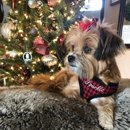 Vista 4 de Arnés personalizado para perro con nombre bordado de mascota, arnés para perro de pata de gallo, chaleco acolchado suave ajustable para perros Negro