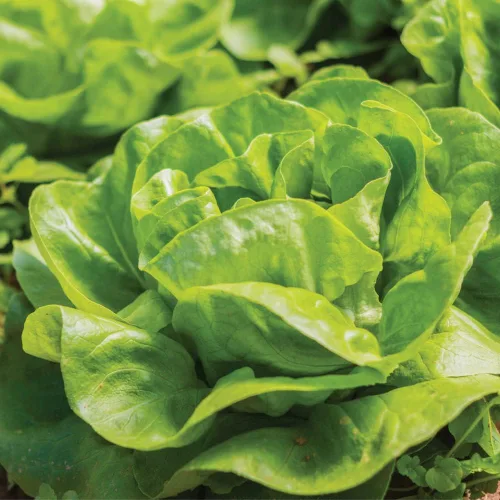 Vista 8 de Semillas de Lechuga (Buttercrunch) (2300 Semillas)