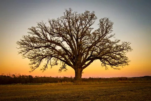 Vista 2 de Semillas de roble Bur para plantar 5 semillas grandes y saludables Bur Oak es apreciado por su aspecto atractivo y bellotas peludas