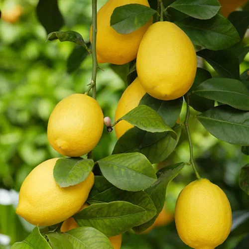 Vista 3 de Mezcla de semillas de árboles frutales bonsái enanos para plantar, más de 40 semillas de limonero, más de 40 cerezos, 40 + naranja, 40 + manzana, 20