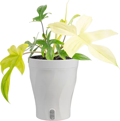 Vista 24 de Costa Farms – Planta de Pothos Albo Variegado viva en maceta auto-regante, purificadora de aire para interior, perfecta para decoración del hogar