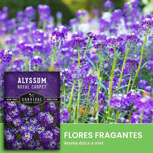 Vista 4 de Semillas de Alyssum para plantar - Sweet Royal Carpet Purple Alyssum - Flor perenne fragante y cobertura del suelo - Semillas autóctonas