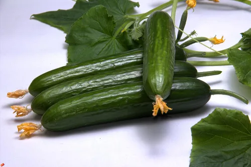 Vista 7 de Semillas Pepino Raro Emelya Gigante Larga Encurtido Heirloom Vegetal NO OGM