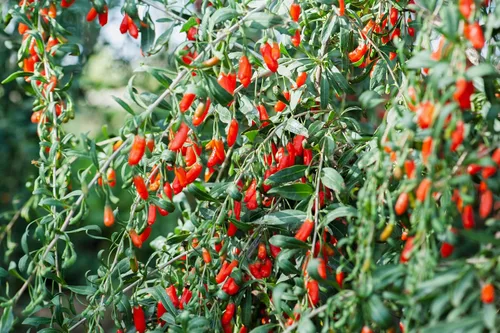 Vista 7 de 100 semillas de bayas de goji tibetanas del Himalaya FUERA DE POD - Wolfberry Shrub Bush Fruit