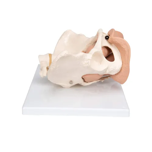 Vista 3 de 3B Scientific L31 3 Parte hembra Pelvis Esqueleto con modelo de los Órganos genitales, 13" x 10.2" x 7.1