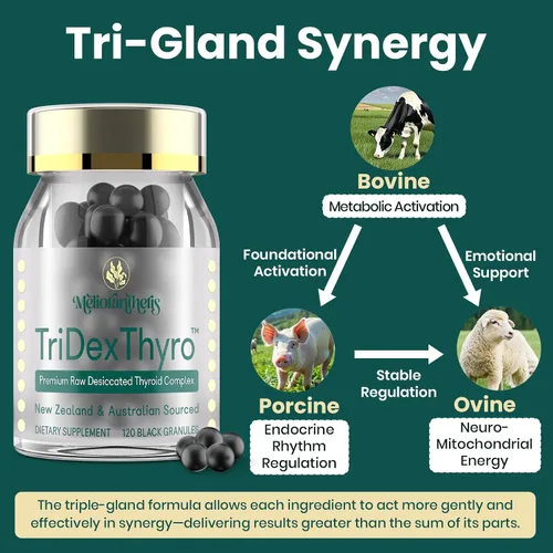 Vista 6 de Suplemento tiroideo – TriDexThyro Complejo tiroideo desecado crudo 375 mg con bovino, porcino y ovino – 120 cápsulas para mujeres y hombres