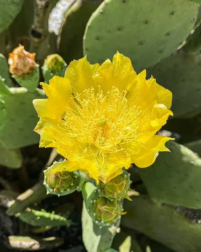 Vista 4 de Creation Cultivated - Live "Spineless Tunly Pear Cactus" - Opuntia cacanapa "Ellisiana" (1 corte de almohadilla) / Cactus resistente al invierno