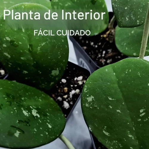 Vista 2 de Hoya Obovata Splash en maceta de 4" - Hojas redondas gruesas - Planta de interior Easycare