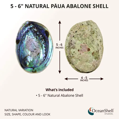 Vista 2 de Ocean Shell Studios - Concha de abulón natural premium de 5-6 pulgadas (Pāua) para sahumerio, limpieza del hogar, meditación, manualidades