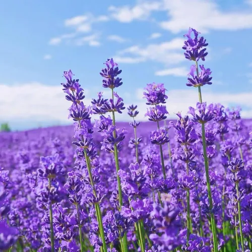 Vista 2 de ZEshops 1000 semillas de lavanda – Floraciones de reliquia fragantes sin OMG para plantar al aire libre, plantas perennes aptas para polinizadores