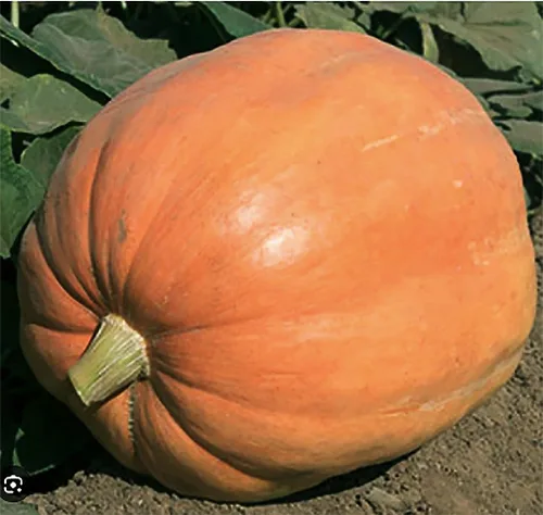 Vista 2 de Semillas de calabaza Mammoth Gold - reliquia - Más de 20 semillas