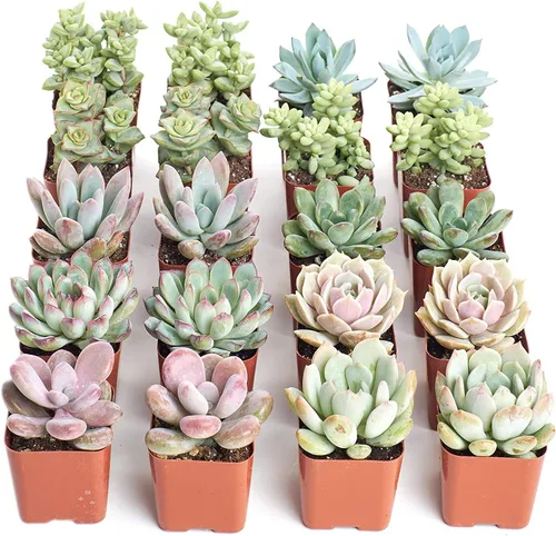 Vista 8 de 4 plantitas, de Shop Succulents, colección variada, tonos pastel, paquete de de 4