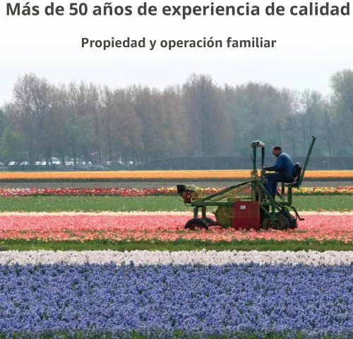 Vista 2 de Bolsa alta Phlox Mix Value - 6 raíces/inicio de plantas