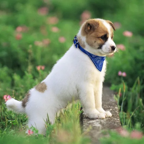 Vista 5 de Cosmos - Pañuelo para mascotas con hebilla ajustable para decoración de perro y gato, paquete de 6 unidades (pequeño)