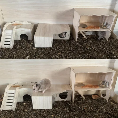 Vista 6 de Piel de hámster sirio con casa de madera, escalera de escalada y ventana, juego de cabaña desmontable/masticar/ocultar
