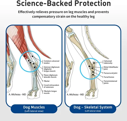 Vista 6 de Soportes para patas de perro para pierna trasera y soporte de tobillo, soporte ajustable de doble correa para perros mayores ACL, recuperación