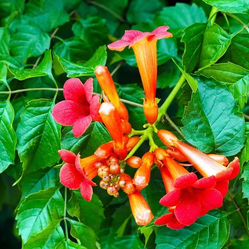 Vista 3 de Más de 100 semillas de plantas de vid de trompeta de colibrí, semillas de enredadera de trompeta sin OMG