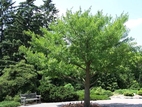 Vista 4 de Generic 2 árboles Ginkgo plantas vivas - 1qt. Pot Culantrillo Árbol Ginkobiloba