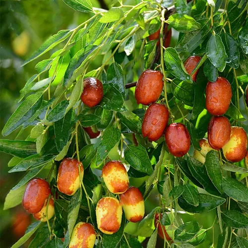 Vista 3 de CHUXAY GARDEN Ziziphus Mauritiana-Azufaifa india, ciruela india, fecha, volcadas de manzana 10 semillas de árboles frutales tropicales Jardinería