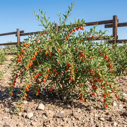 Vista 4 de 2 plantas vivas de Goji, planta de bayas perennes, 6-8 pulgadas de alto