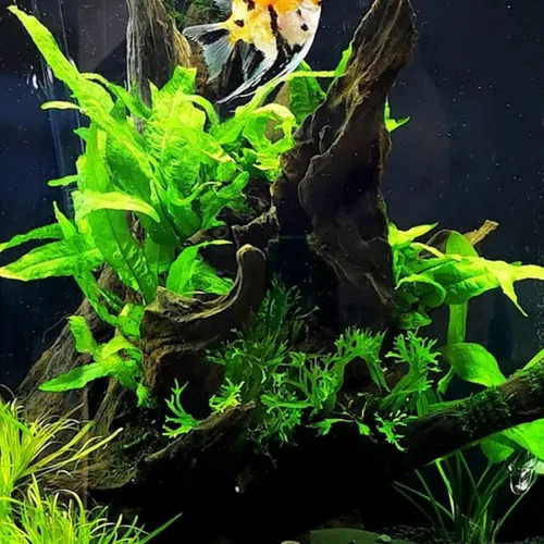 Vista 5 de Mainam 3 diferentes espada amazónica helecho Java Windelov tropical de agua dulce vivo acuario plantas decoraciones 3 días BUY2GET1FREE