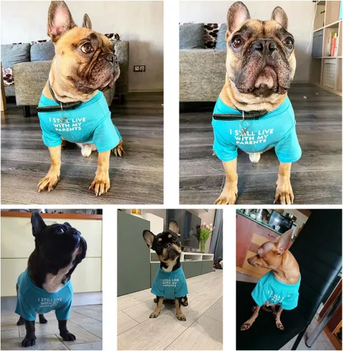 Vista 2 de Camisa para perro de bulldog francés para mascotas, camisetas para cachorros, camiseta de gato, transpirable, elástica, disfraces, talla M