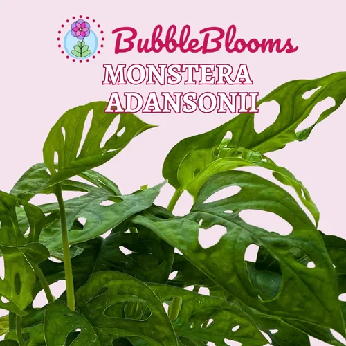 Vista 2 de BubbleBlooms Planta de queso suizo Monstera Adansonii, vive en una maceta de 4 pulgadas por BubbleBlooms