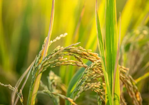 Vista 7 de Food to Live - Arroz Basmati integral orgánico certificado (puro, grano largo, sin OGM, a granel)