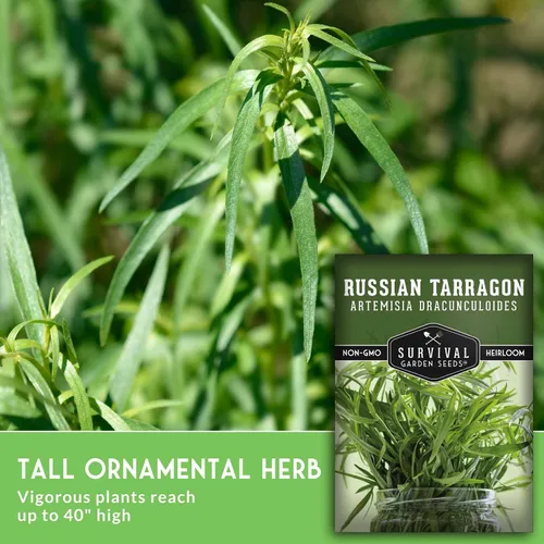 Vista 5 de Semillas de estragón ruso para plantar, hierba culinaria de reliquia, semillas perennes de polinización abierta sin OMG para cultivar, semillas