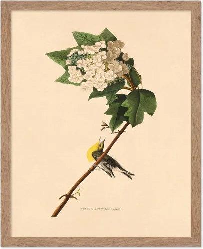 Vista 45 de Poster Master Póster Vintage de Titmouse Canadiense - Impresión Retro de Aves de América - Arte de Aves - Regalo para Hombres, Mujeres y Amantes