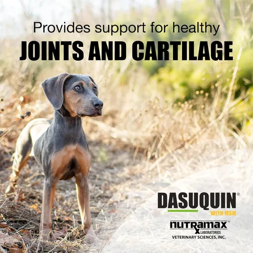 Vista 2 de Nutramax Dasuquin con MSM chewables, pequeño/mediano de perro, 84 Count