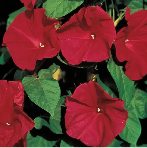 Vista 2 de Scarlet O' Hara Morning Glory - Más de 100 semillas, hermosas flores largas de temporada