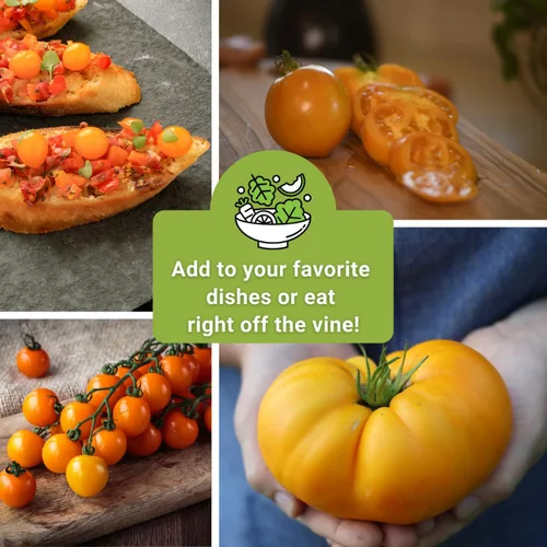 Vista 6 de Sow Right Seeds - Colección de semillas de tomate amarillo y naranja para plantar - Brandywine, Jubilee, Kellog's Breakfast, pera amarilla y cereza