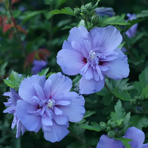Vista 2 de s 2 Gal. Rosa de gasa azul de Sharon (Hibisco) Arbusto