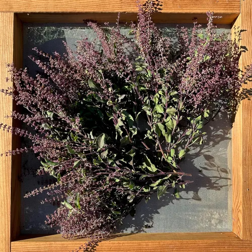 Vista 4 de Plant Good Seed Colección de semillas orgánicas de albahaca sagrada Tulsi, 3 paquetes/200 semillas cada una, semillas tradicionales de Kapoor, Rama