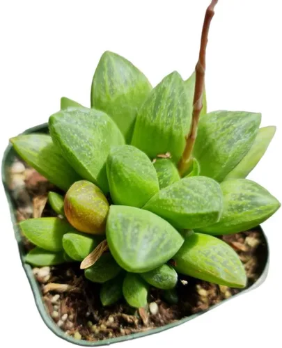 Vista 5 de Plantas vivas de Haworthia (maceta Attenuata VAR Glabrata de 2")