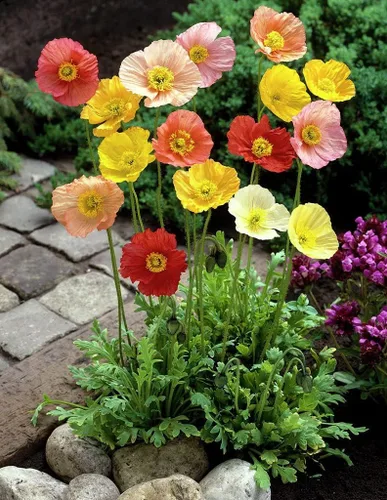 Vista 4 de Semillas Flores Oriental Amapola Mix Anual - 1000 Semillas