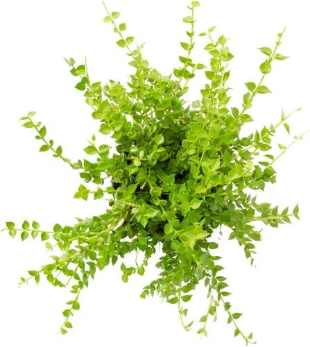 Vista 2 de Helecho Botón Limón - Maceta de 3.5" - Nephrolepis cordifolia Duffii - Planta viva