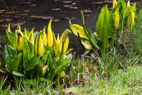 Vista 7 de 10 semillas de flor de col lysichiton americanus mofeta húmeda de lysichiton amarillo