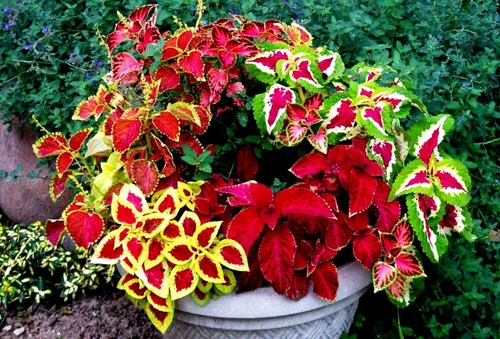 Vista 2 de Coleus Blumei Seed Mix - Ortiga pintada con aproximadamente 200 semillas para plantar sin OMG