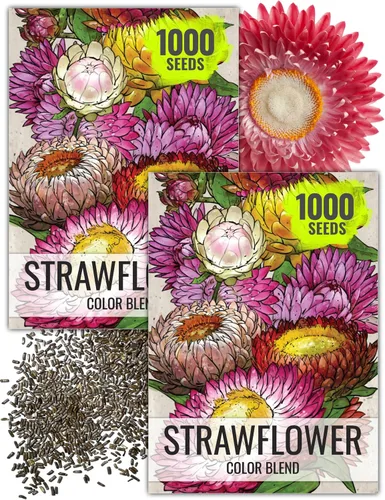 Vista 9 de Seed Needs - Semillas de fresa para plantar flores cortadas anuales mixtas, 1 paquete