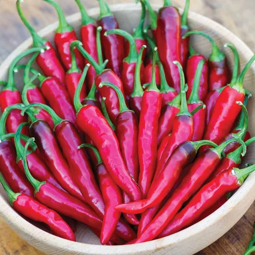 Vista 5 de Burpee Big Guy - Semillas de pimiento picante, 30 semillas