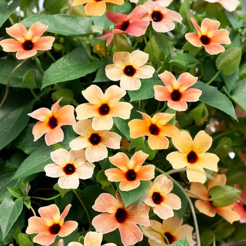 Vista 7 de Outsidepride Spanish Eyes Thunbergia Black Eyed Susan Seeds - 10 semillas anuales de flores de vid trepadoras para plantar flores de oro melocotón