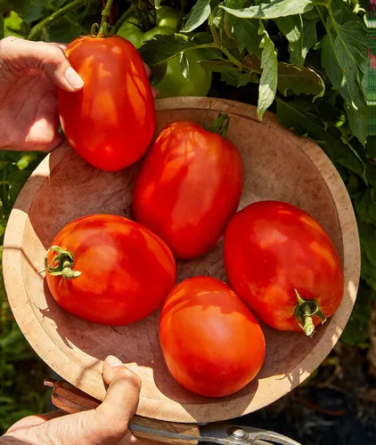 Vista 10 de Burpee 'Big Mama' Hybrid Tomate de pasta roja grande 50 semillas