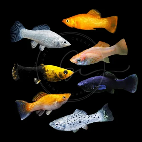Vista 12 de Swimming Creatures™ 4 Lyretail Balloon Molly (Poecilia sphenops) Peces de acuario vivos de agua dulce – Variedad mixta colorida – Colores Molly