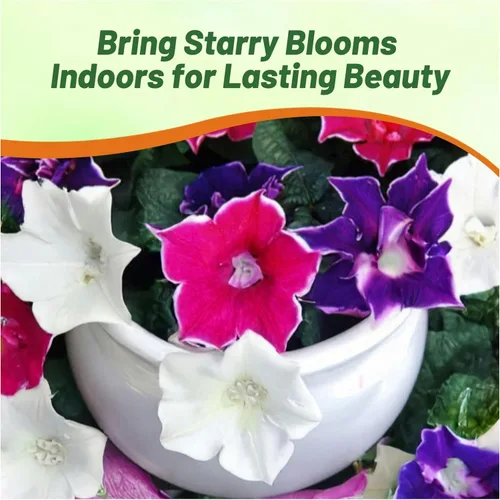 Vista 6 de Outsidepride Kikyo-Zaki Morning Glory Seeds - 50 unidades. Semillas anuales, trepadoras y enredaderas para plantar flores grandes