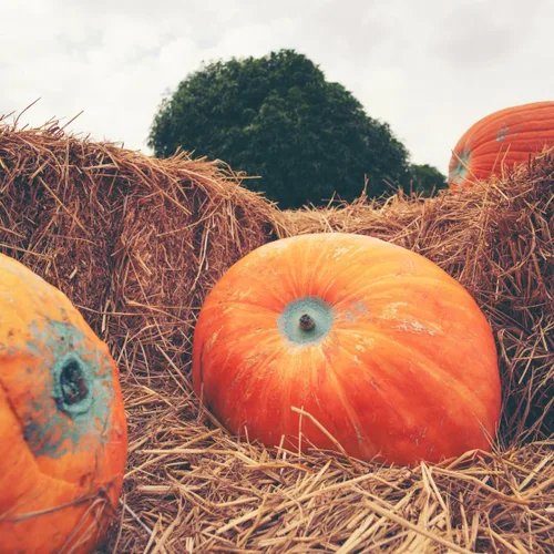 Vista 6 de Brownie Brand - Semillas de calabaza gigante Atlantic - Semillas tradicionales sin OMG para cultivar calabazas masivas de hasta 1,000 libras, alta